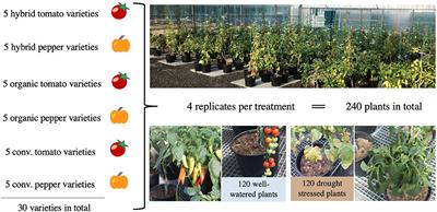 Similar Yield Benefits of Hybrid, Conventional, and Organic Tomato and Sweet Pepper Varieties Under Well-Watered and Drought-Stressed Conditions